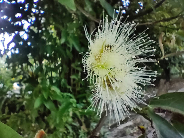 istock Jambu Fruits And Flowers Close-up 2021749978