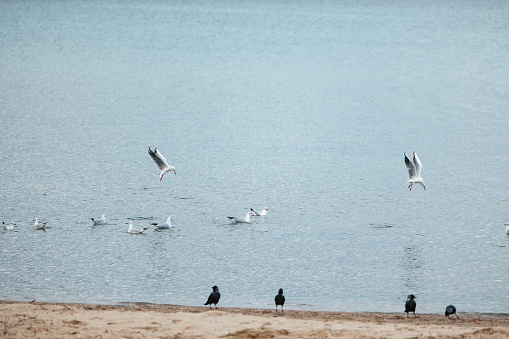 Pogradec, Albanian city