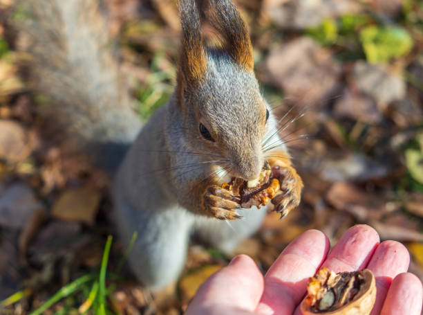 istock A squirrel in the autumn eats nuts from a human hand. Eurasian red squirrel, Sciurus vulgaris 2021781044