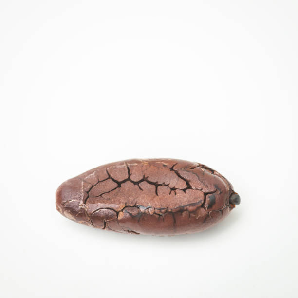 istock Single roasted cocoa bean chocolate isolated white background organic processed 2021782605