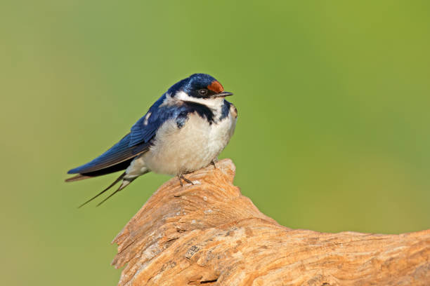 istock White-throated swallow (Hirundo albigularis) perched on a branch, South Africa 2021791555