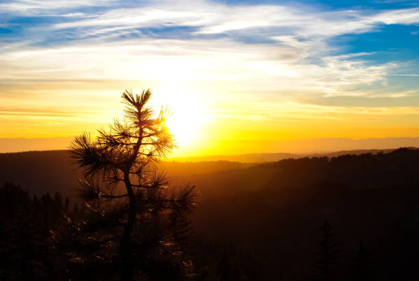 Vibrant sunset over a California valley with the silhouette of a pine tree sapling.