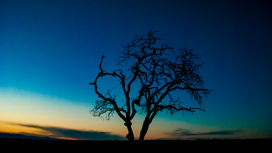 Silhouette of a tree at sunset in Northern California
