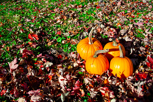 Four pumpkins resting in a pile of fallen red maple leaves.