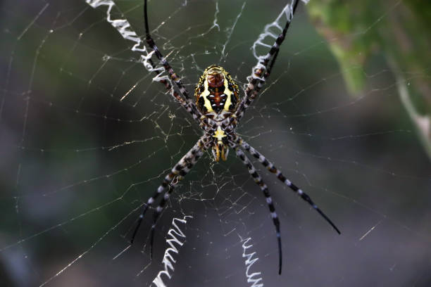 istock Spiderweb and spider in the grass, species Argiope trifasciata 2021806764
