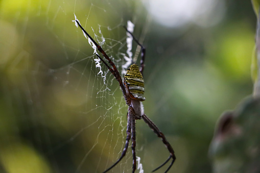 Closeup of a large Brown recluse spider, guarding its egg sack,