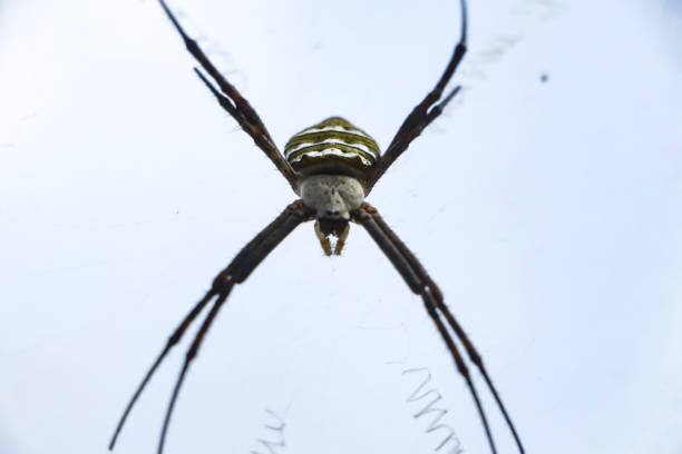 istock Spiderweb and spider in the grass, species Argiope trifasciata 2021806854