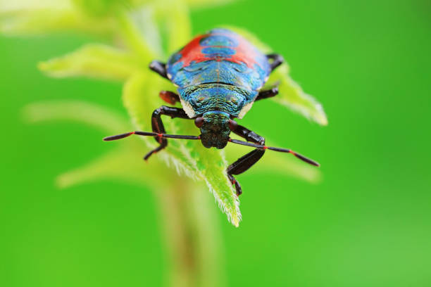 Hemiptera bugs in the wild, North China