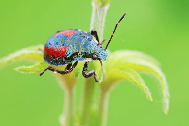 istock Hemiptera bugs in the wild, North China 2021809539