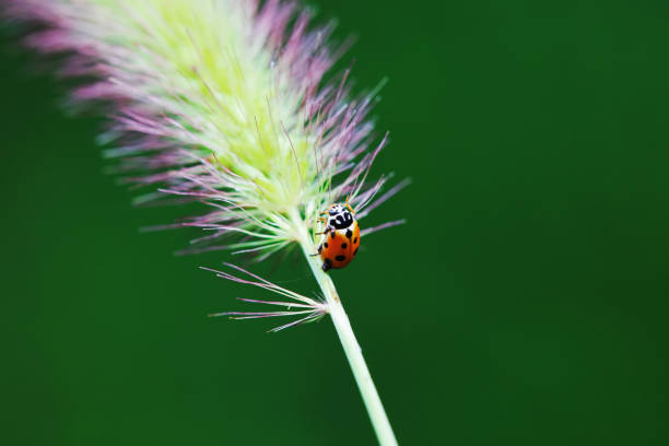 Ladybug walking alone on a concrete floor
