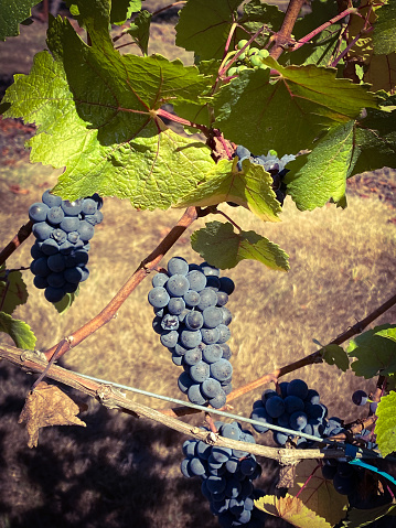 Grapes hang from the vines in Washington State. These grapes are nearing completion and will soon the time of harvesting will begin.