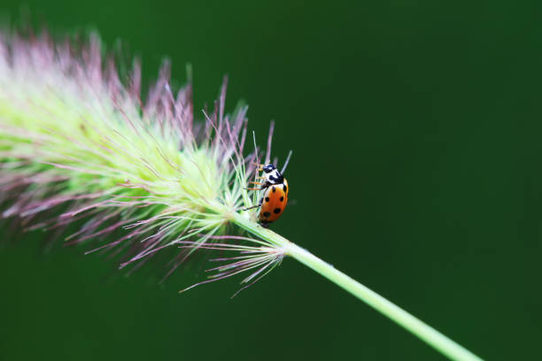 istock Ladybugs on wild plants, North China 2021811618