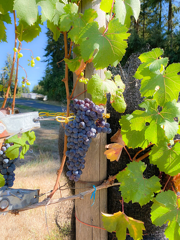 Grapes hang from the vines in Washington State. These grapes are nearing completion and will soon the time of harvesting will begin.