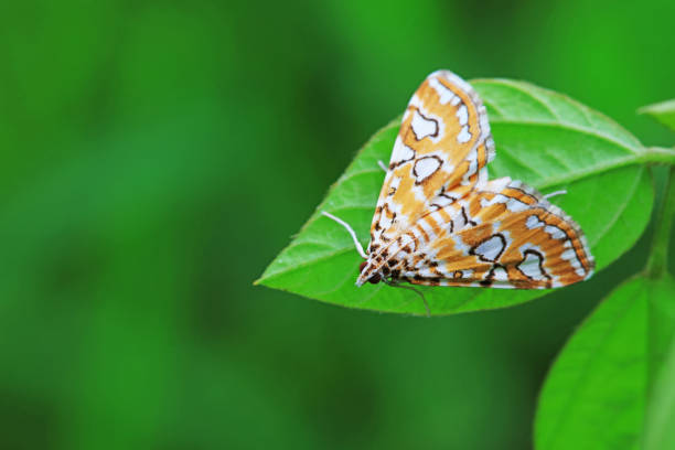 Lepidoptera insects in the wild, North China