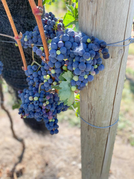 Grapes of the Vineyard