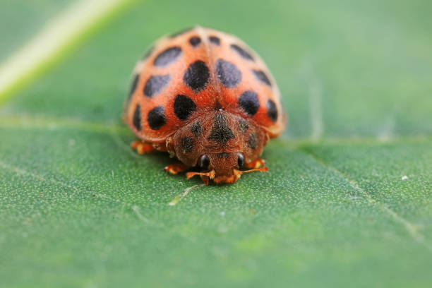 ladybug on green leaves, North China