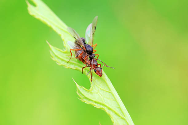 istock Ants in the wild, North China 2021814745