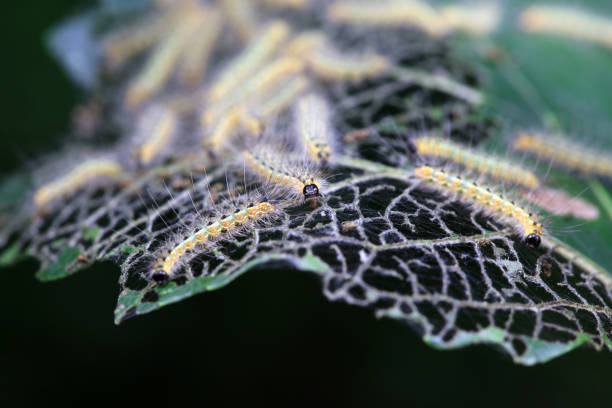 Lepidoptera larvae in the wild, North China