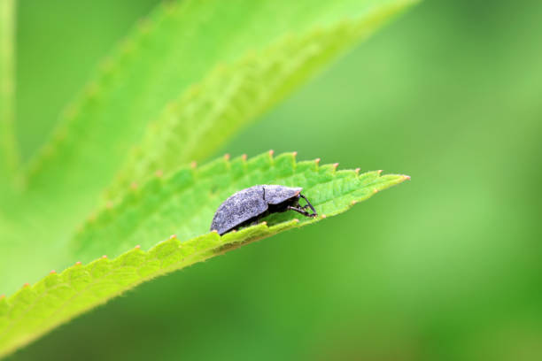 Hispidae family insect crawl on plants, North China