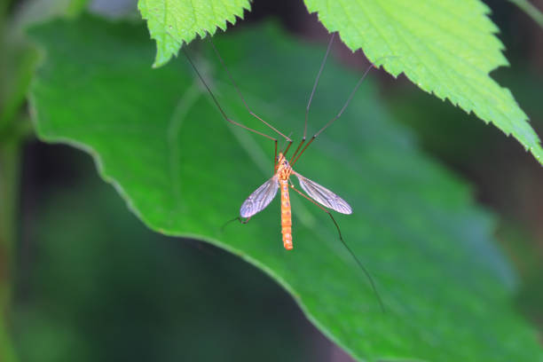 Chironomus is a genus of nonbiting midges in the subfamily Chironominae of the bloodworm family, Chironomidae...
