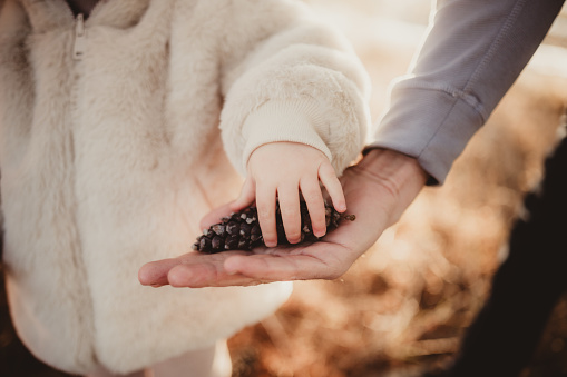 Little girl picking up pinecone from parent's hand