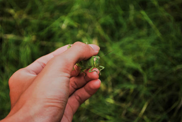 istock Hand holding a grasshopper with grass in background 2021854993