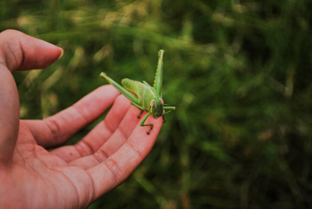 istock Grasshopper in hand with grass in background 2021854998
