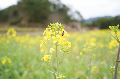 yellow rapeseed flowers