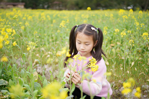 Children picking rape flowers