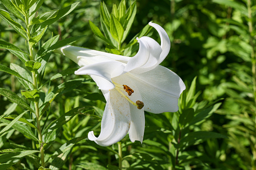 Large white cone-shaped flower.
