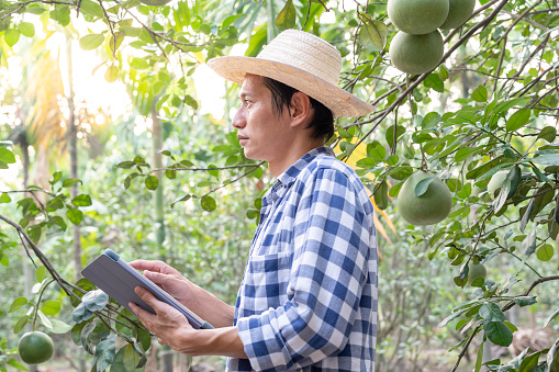 Organic farming, fruit farm. Farmers recheck quality record on application on tablet. Pomelo grow naturally, Ecological Biological, Healthy, Technology, non toxic, harvest, scientific , academic