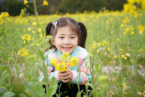 Little girl in the rapeseed field