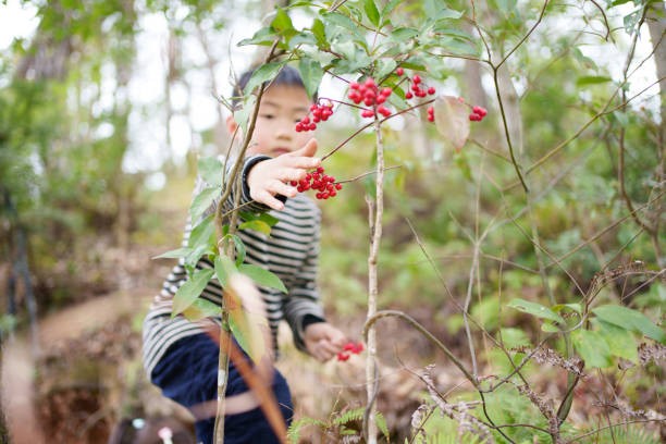Children picking wild fruits outdoors