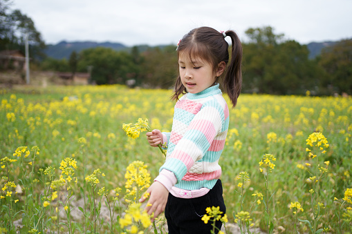 Little girl picking rape flowers