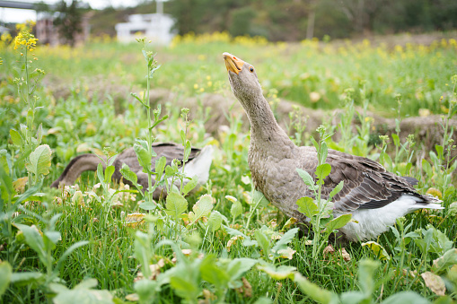 Gray goose in the vegetable patch