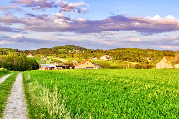 Country road in the countryside with green grass and trees in the background, Poland.