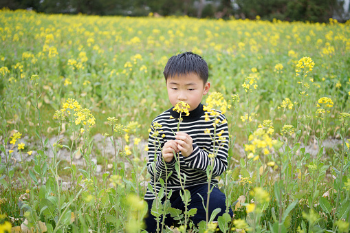 Little boy admiring rape flowers