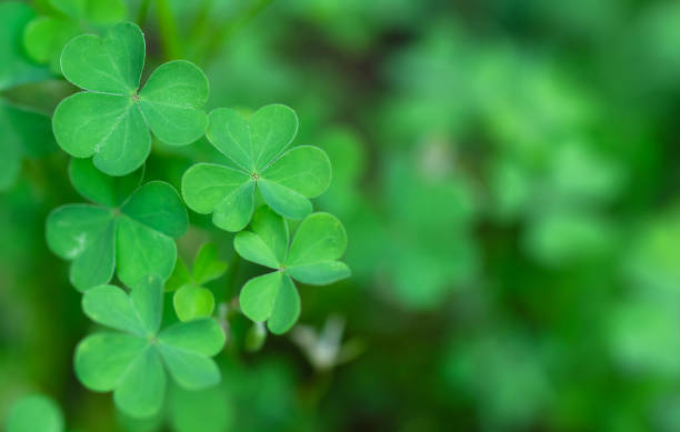 istock Green leaf clovers on the defocused green background. Banner 2021890798