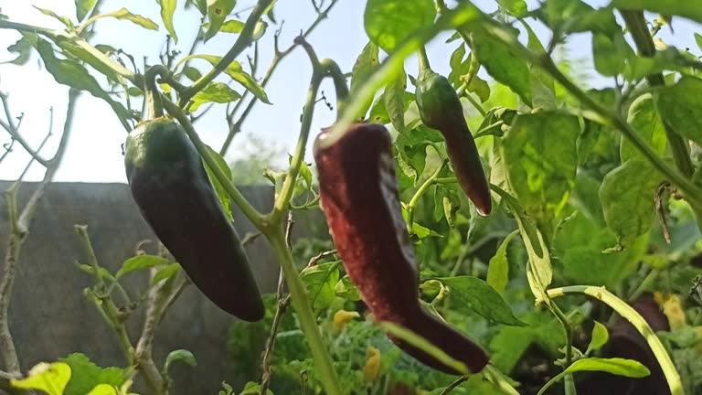 chili pepper farm