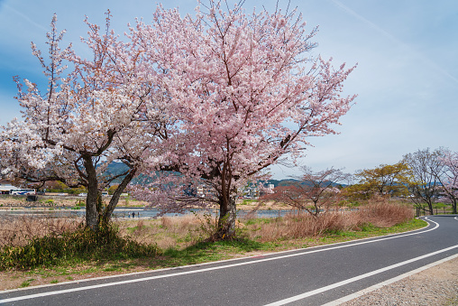 A refreshing blue sky and a row of cherry blossom trees that bloom in the riverbed in the riverbed in the spring season