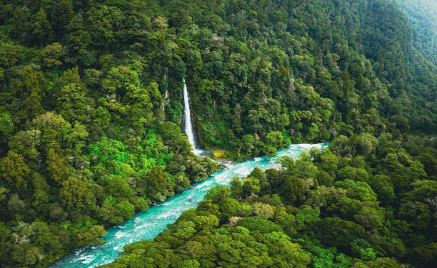 Immerse in the lush green temperate rainforest of New Zealand, where a pristine waterfall graces the landscape. Discover pure natural serenity.