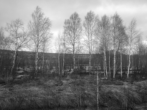 birch forest in the spring, black and white photo.