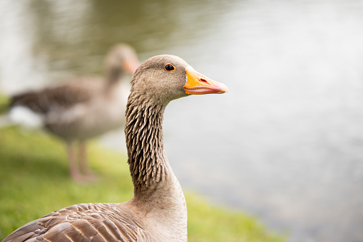 Female Mallard Duck profile portrait who she is standing on the lake shore
