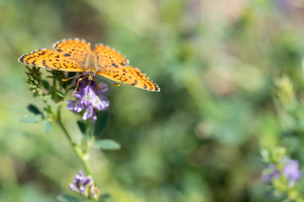 Orange butterfly Nymphalidae Melitaea in a spring meadow.