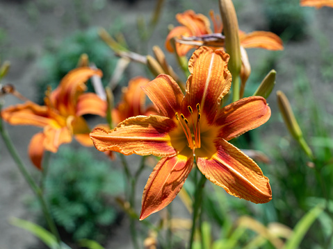 Bright orange lily flowers. Charming lily flowers with long stamens