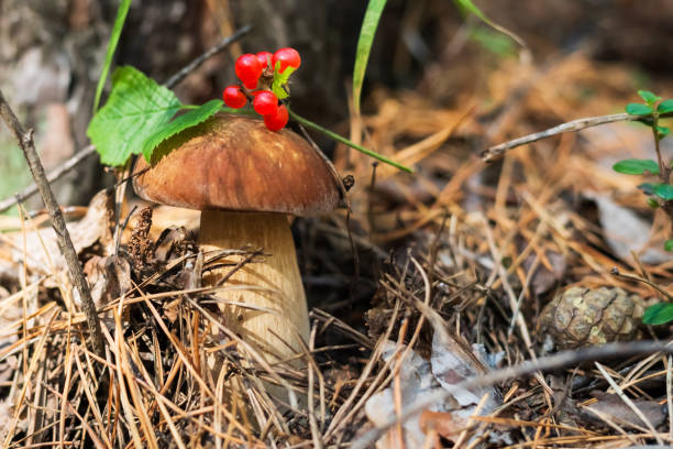 istock White mushroom and red berry in a coniferous forest. 2021990527