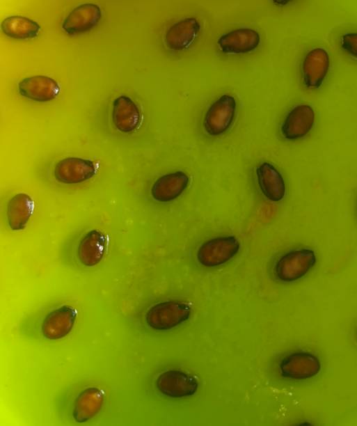 Watermelon seeds design