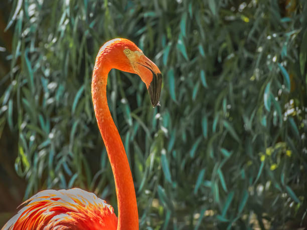White and pink flamingo at the zoo.
