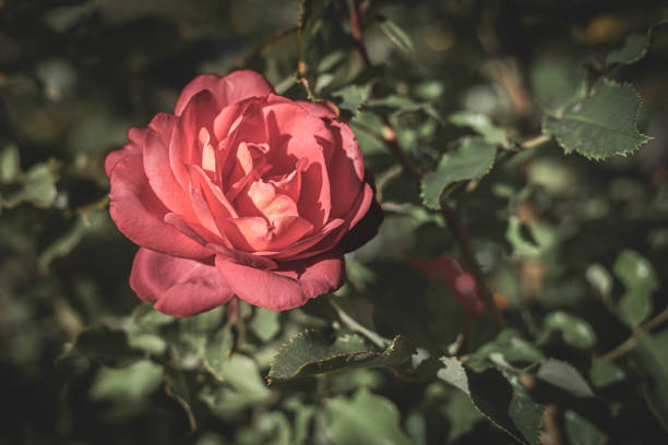 Beautiful pink rose blooms in the garden