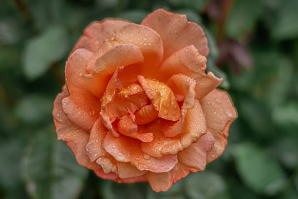 Beautiful rose flowers with drops of dew.